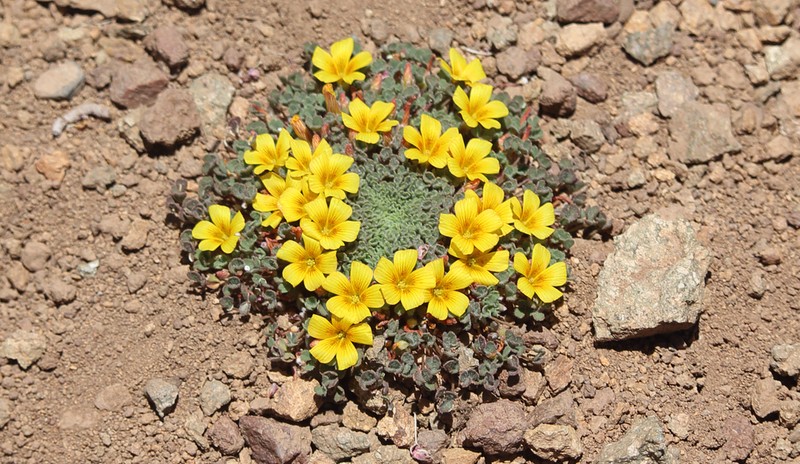 Oxalis cinerea photo 2