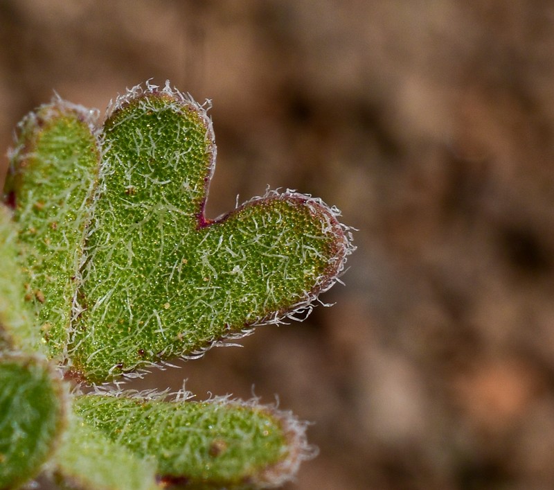 Oxalis cinerea photo 3