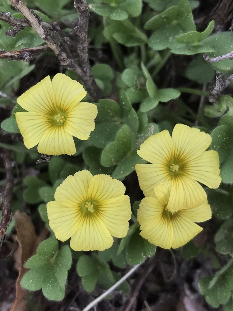 Oxalis cinerea photo 4