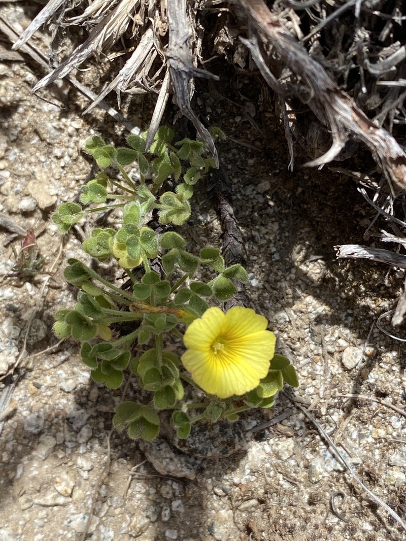 Oxalis cinerea photo 5