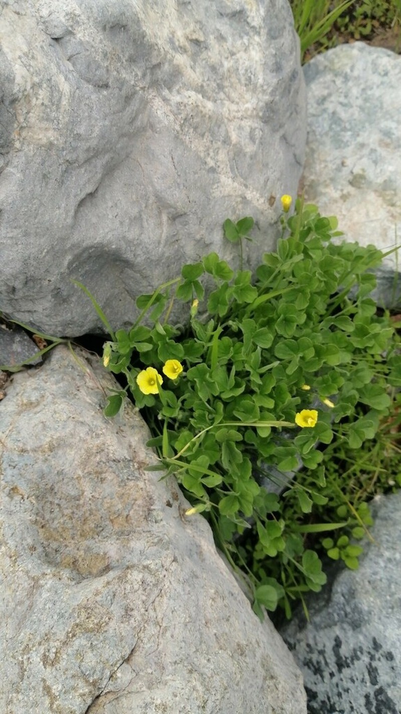 Oxalis cinerea photo 6