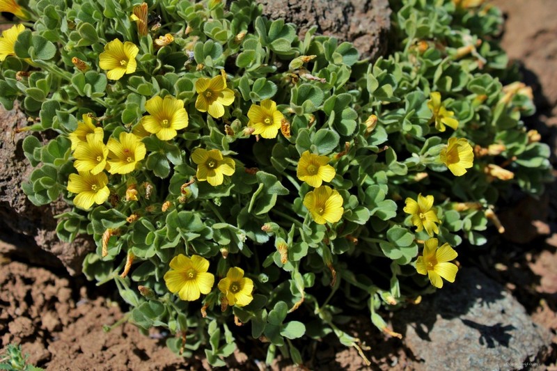 Oxalis cinerea photo 7