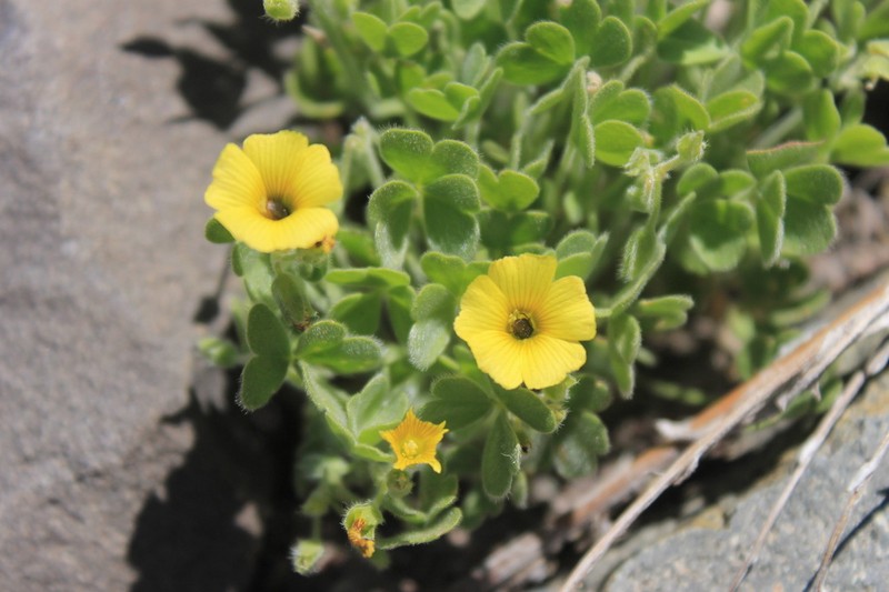 Oxalis cinerea photo 8