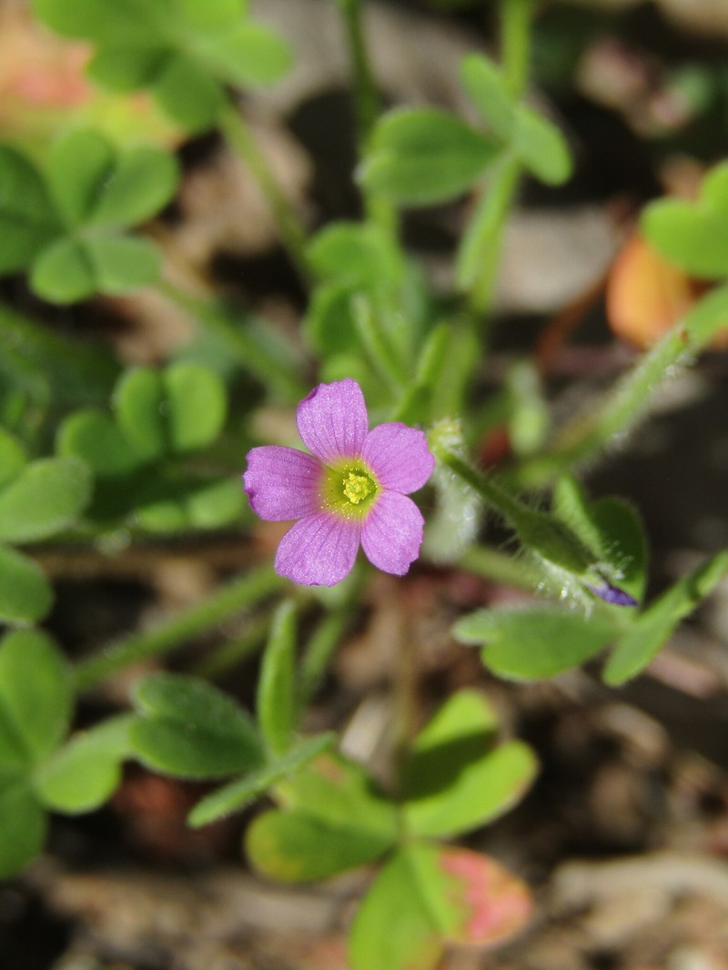 Oxalis clandestina