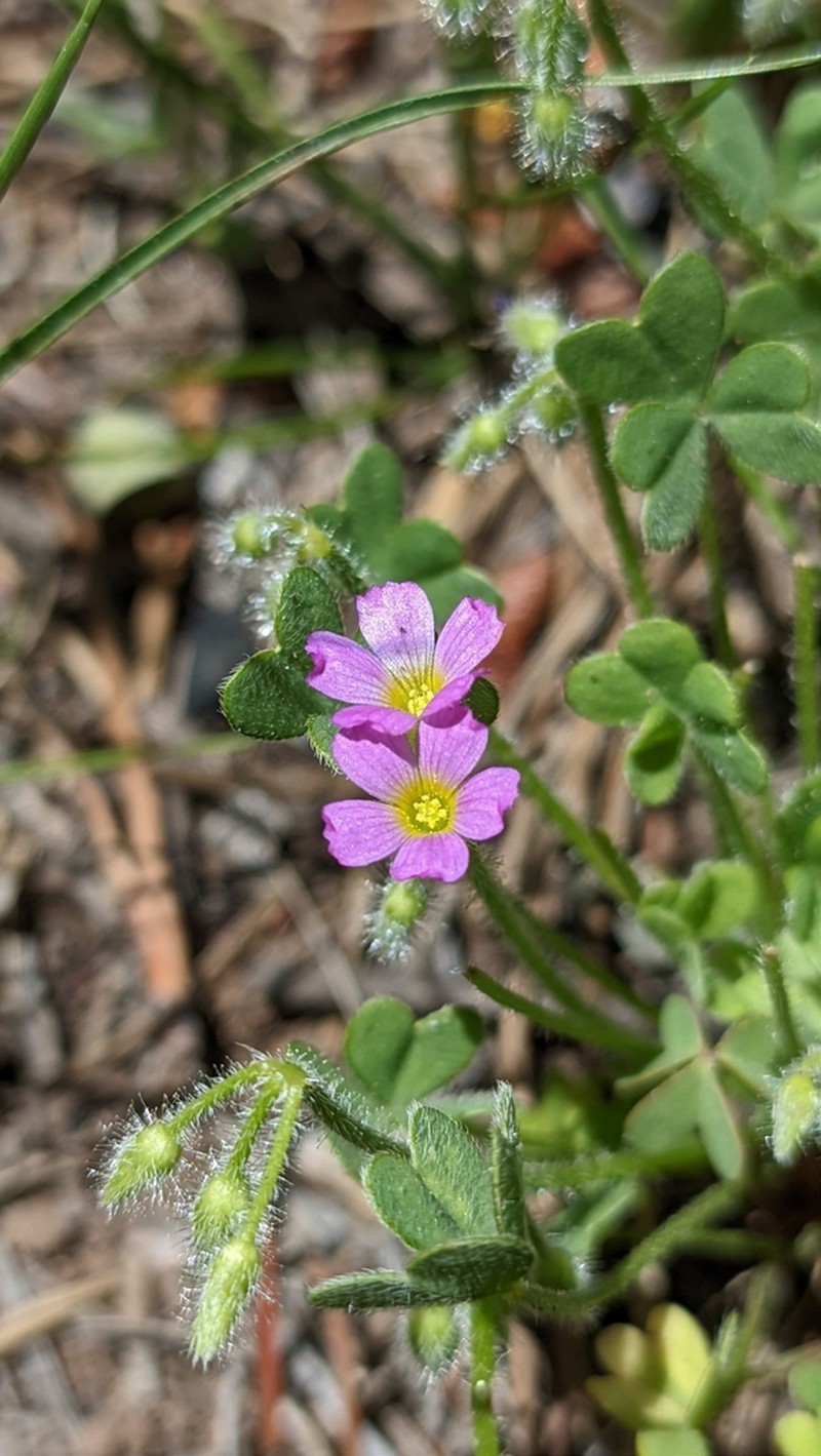 Oxalis clandestina photo 2