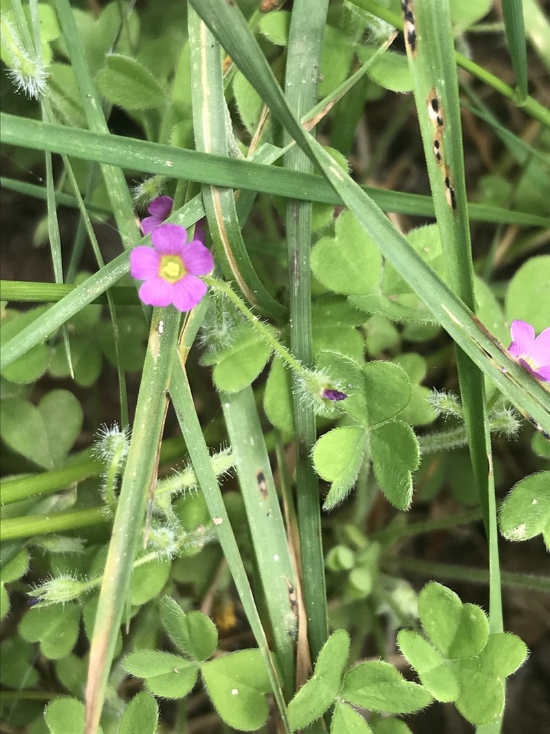 Oxalis clandestina photo 3