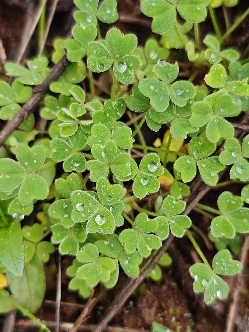 Oxalis clandestina photo 4