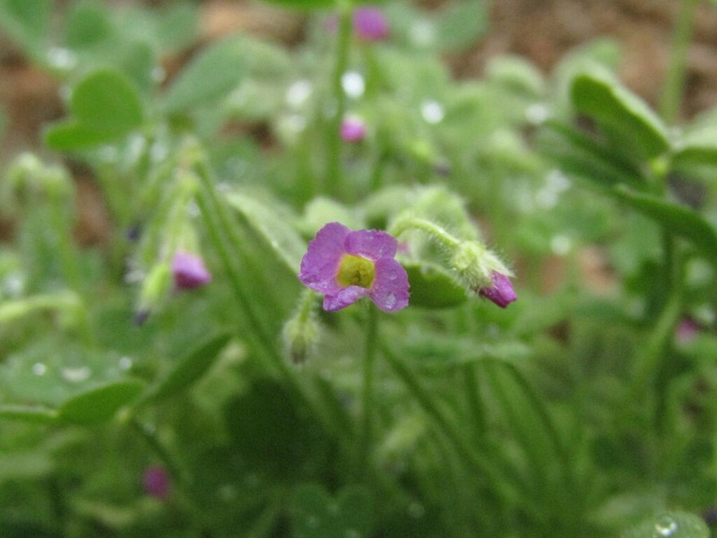 Oxalis clandestina photo 5