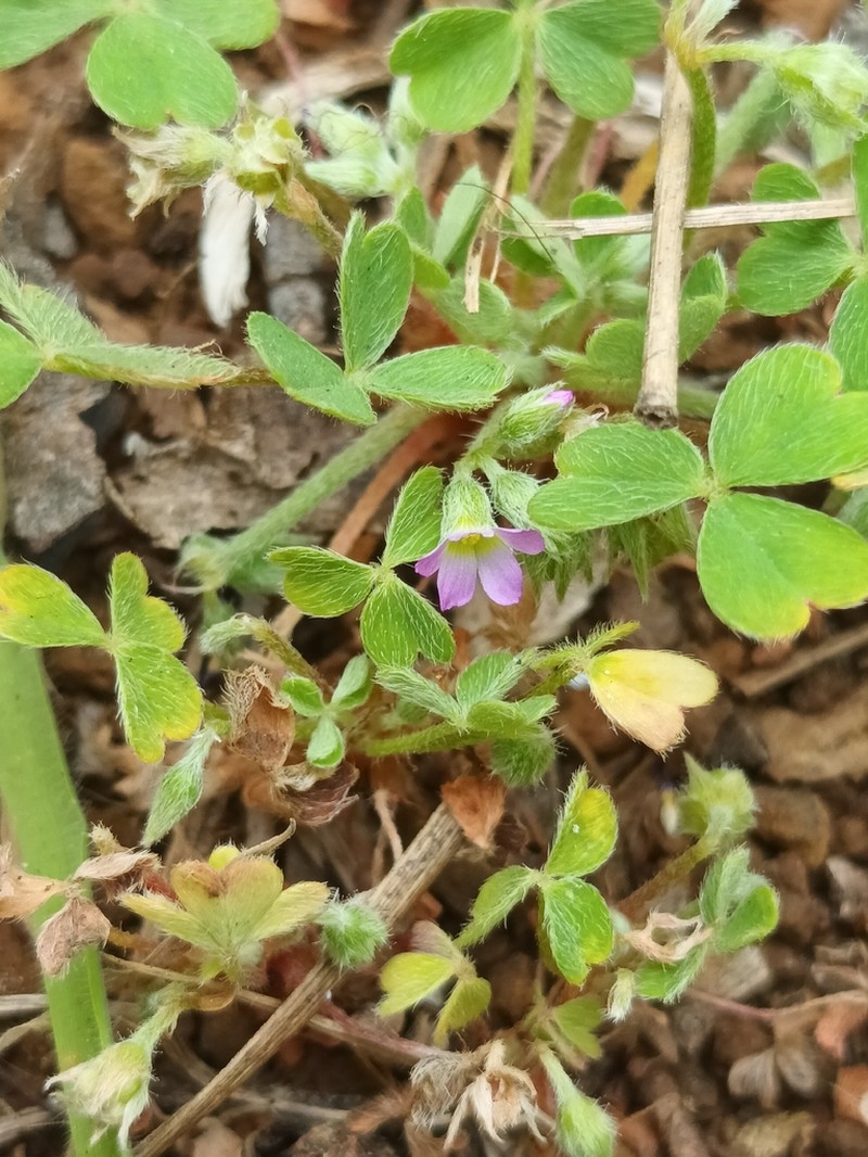 Oxalis clandestina photo 6