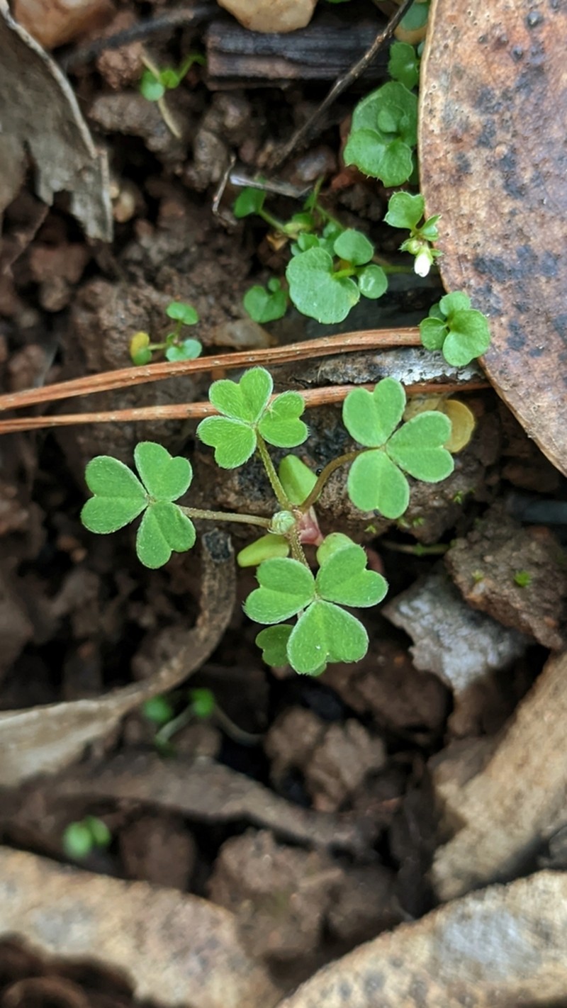 Oxalis clandestina photo 7