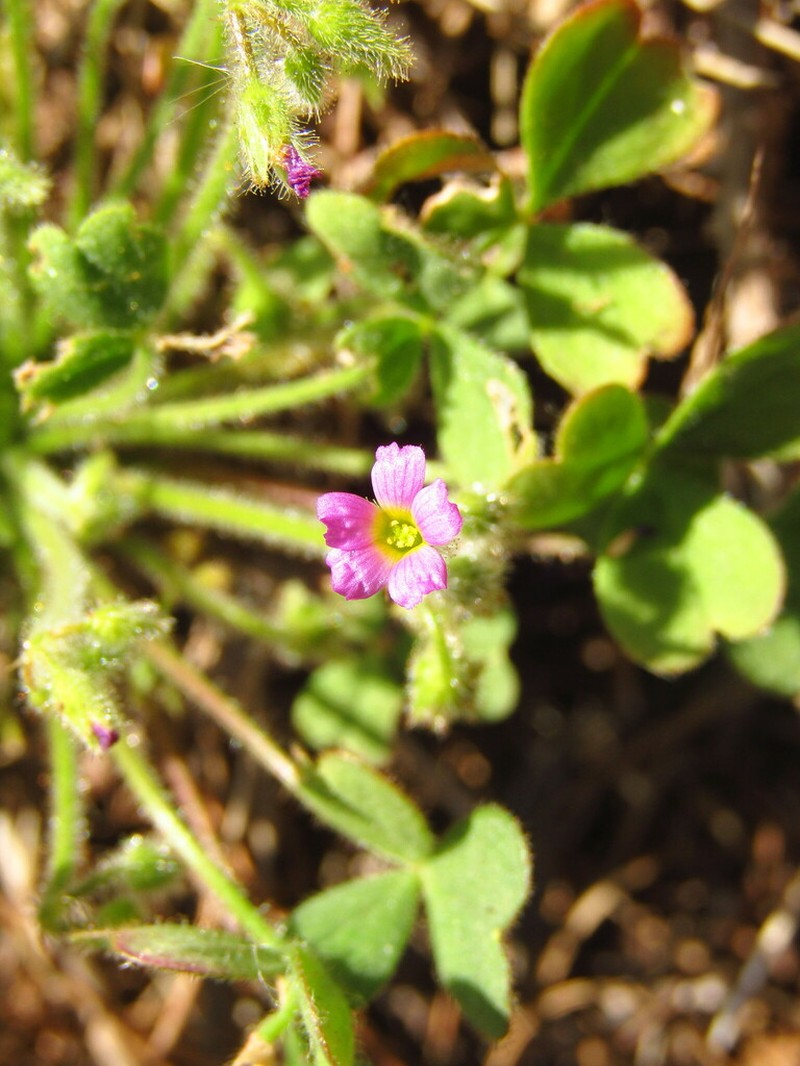 Oxalis clandestina photo 8