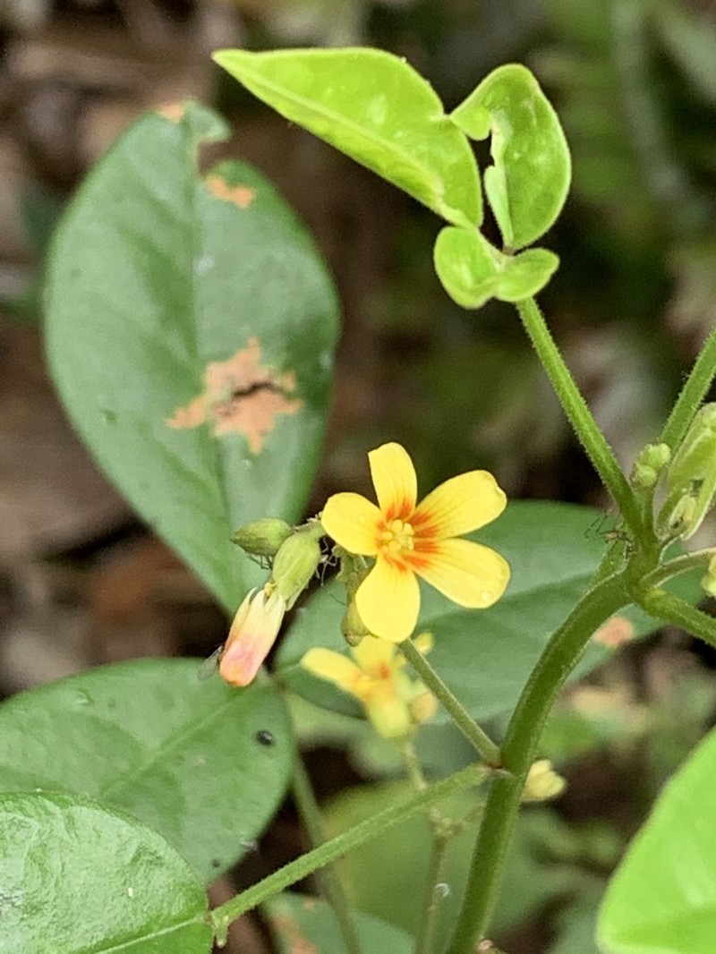 Oxalis clausenii