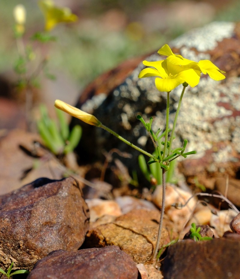 Oxalis clavifolia