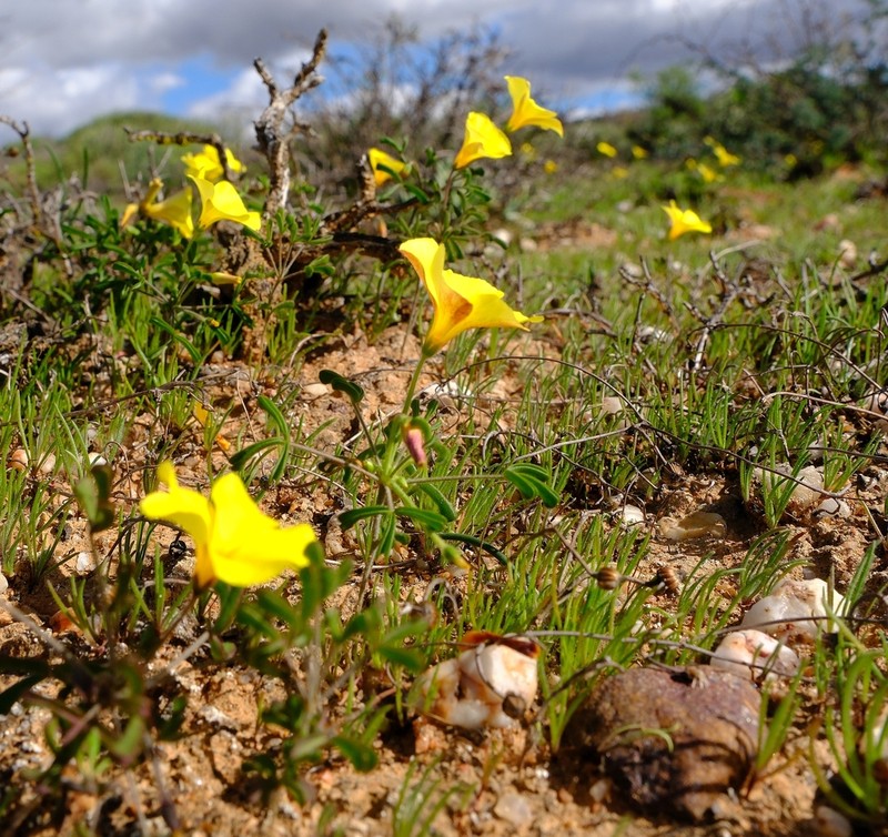 Oxalis clavifolia photo 3