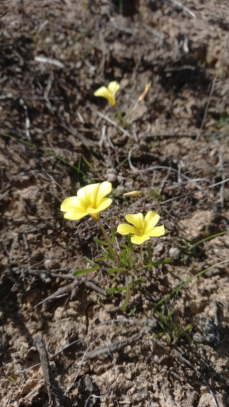 Oxalis clavifolia photo 4