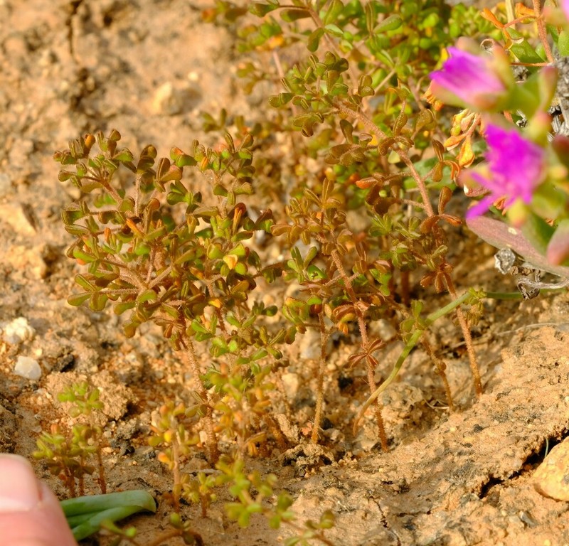 Oxalis clavifolia photo 5