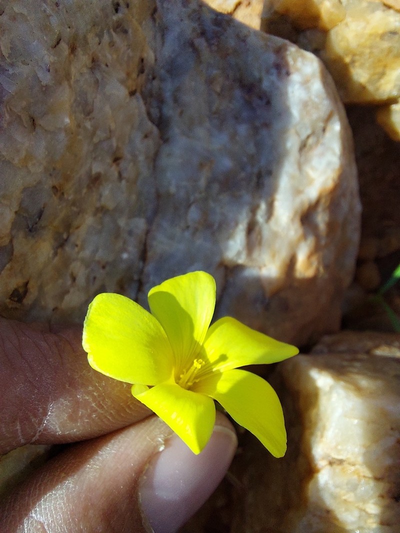 Oxalis clavifolia photo 6