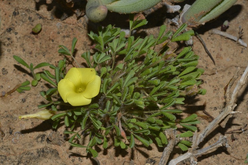 Oxalis clavifolia photo 7