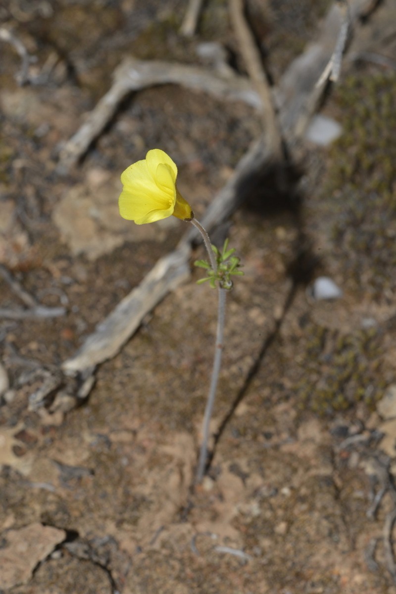 Oxalis clavifolia photo 8