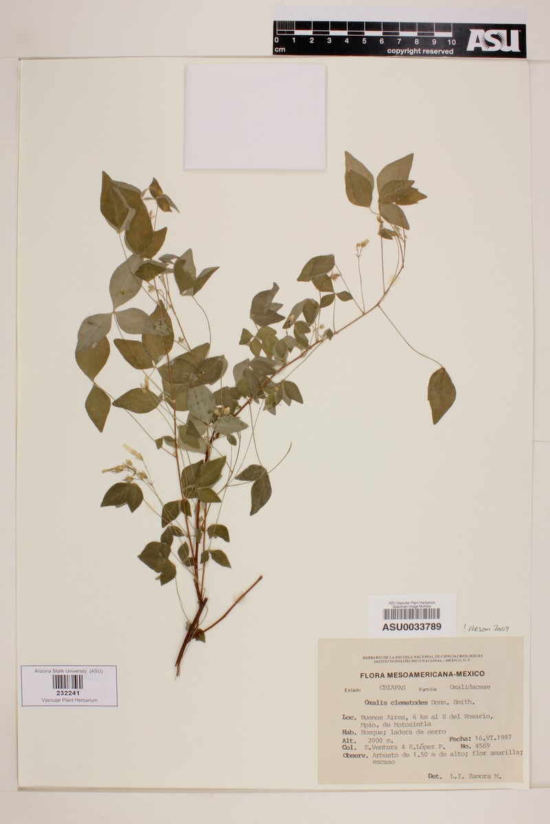Oxalis clematodes