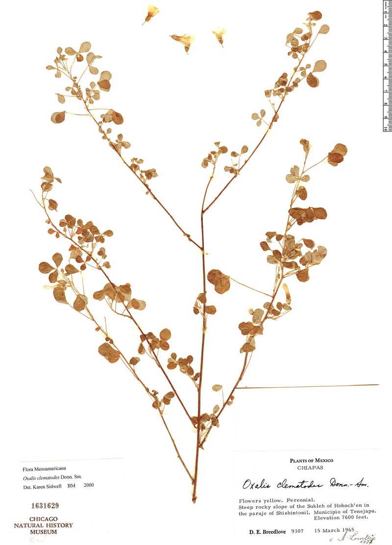 Oxalis clematodes photo 2