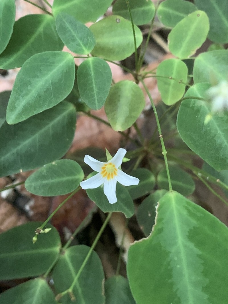 Oxalis colatinensis