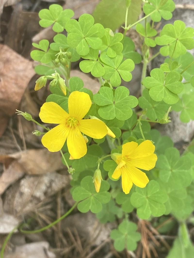 Oxalis colorea