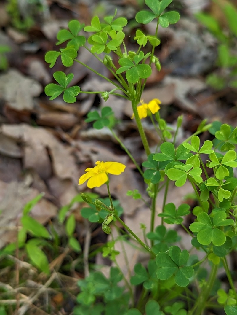 Oxalis colorea photo 2