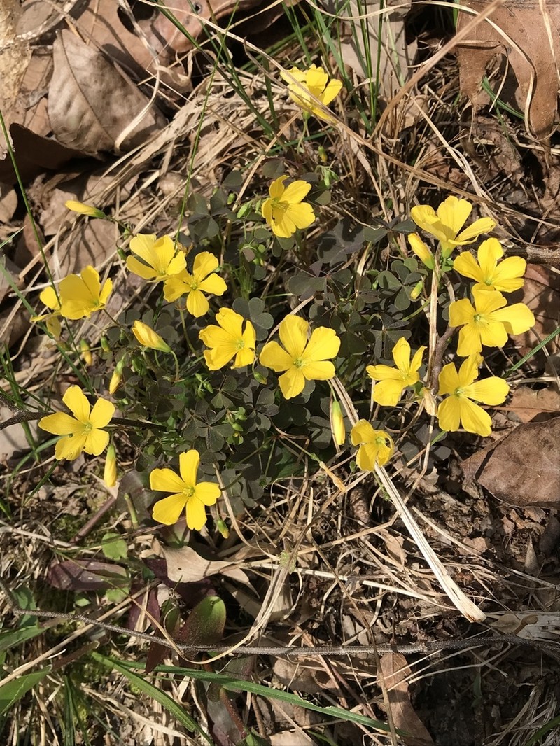 Oxalis colorea photo 3