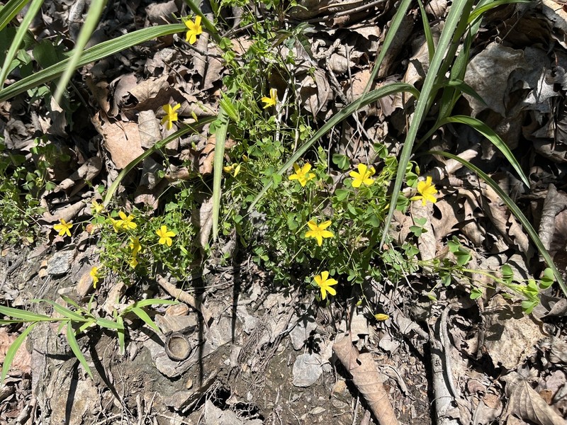 Oxalis colorea photo 4