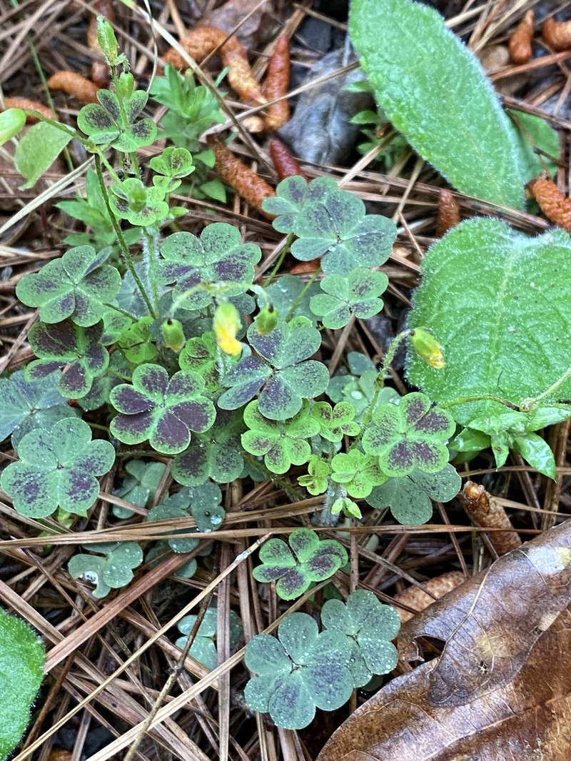 Oxalis colorea photo 5