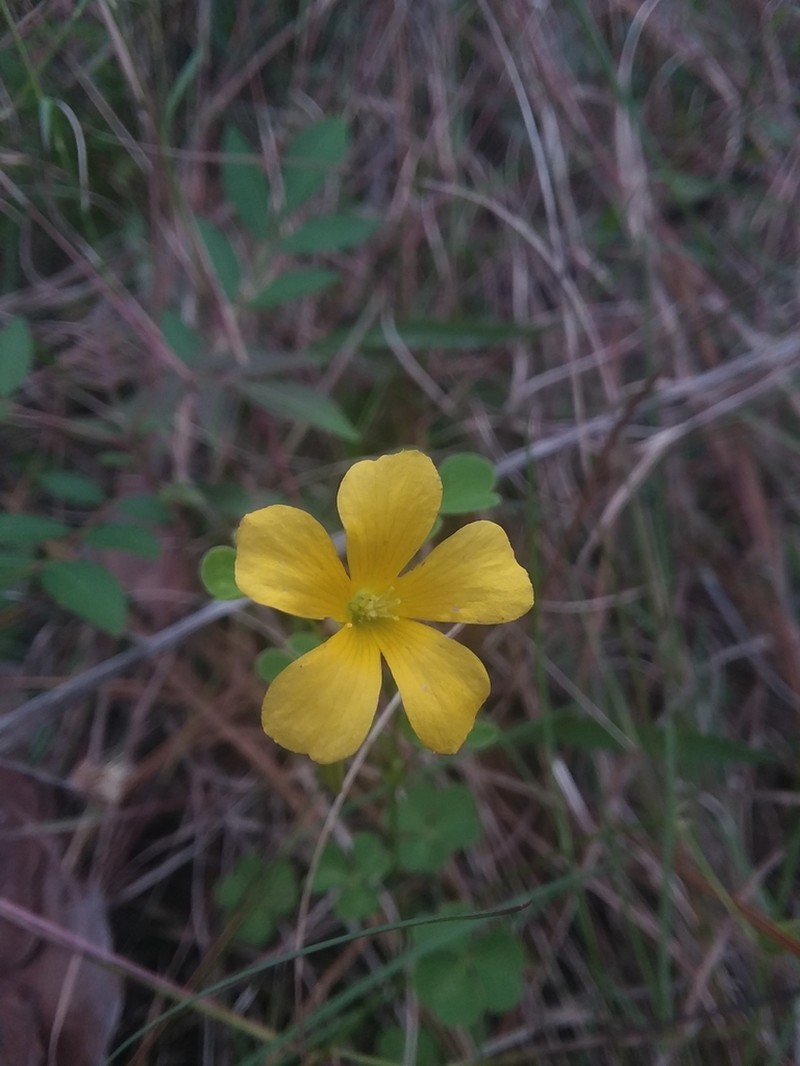 Oxalis colorea photo 6