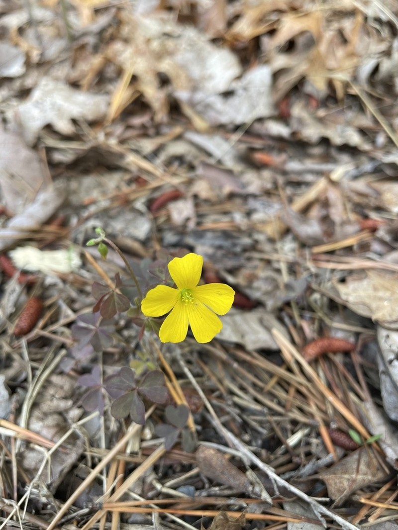Oxalis colorea photo 7