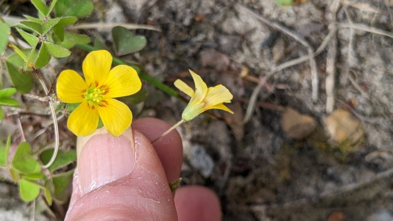 Oxalis colorea photo 8
