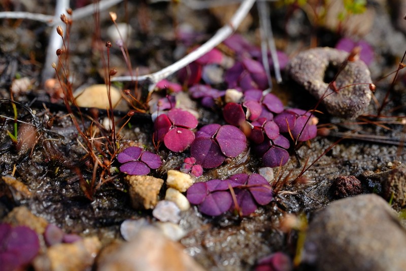 Oxalis commutata
