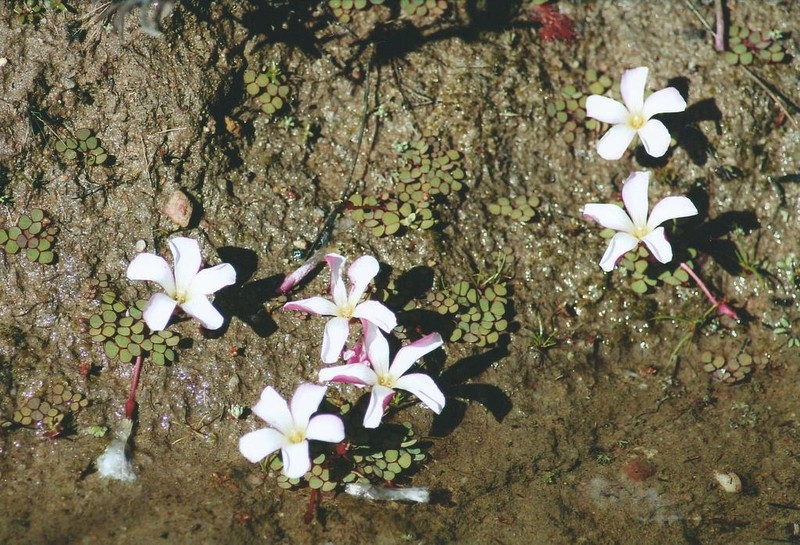 Oxalis commutata photo 2