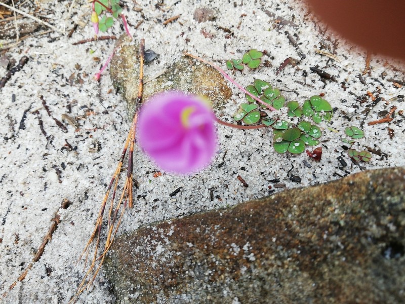 Oxalis commutata photo 3