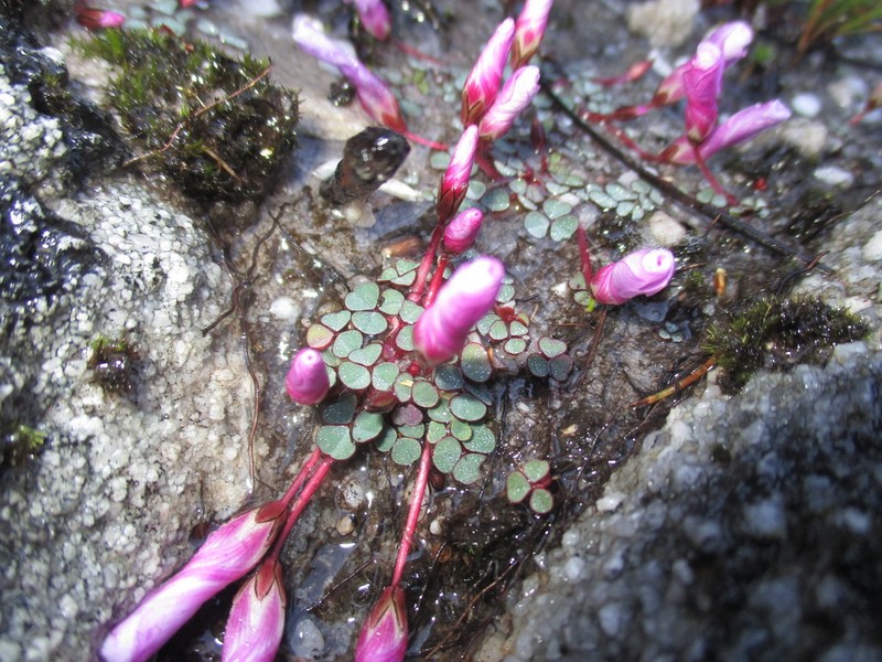 Oxalis commutata photo 5