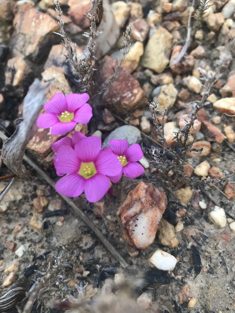 Oxalis commutata photo 6