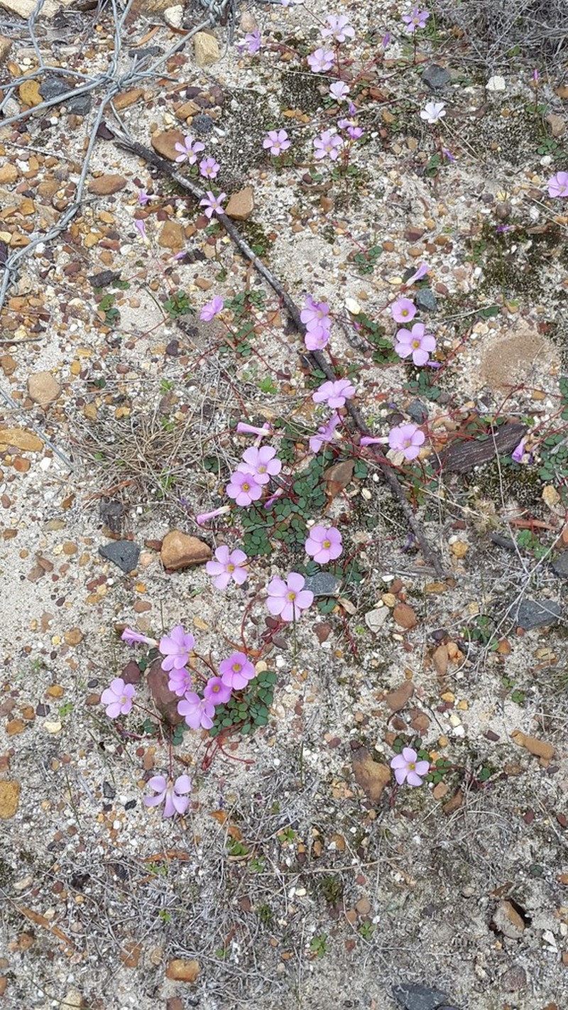 Oxalis commutata photo 7