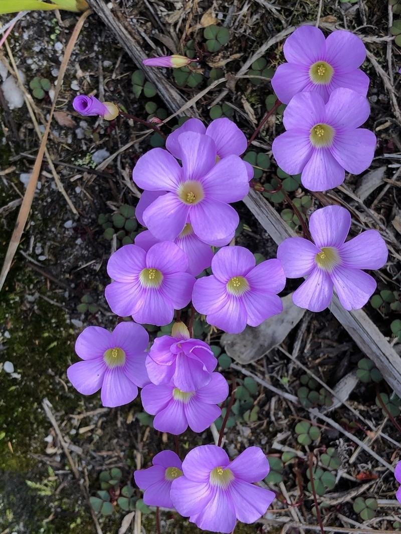 Oxalis commutata photo 8