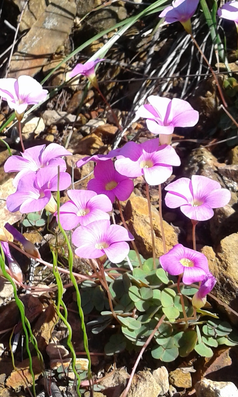 Oxalis commutata var. commutata