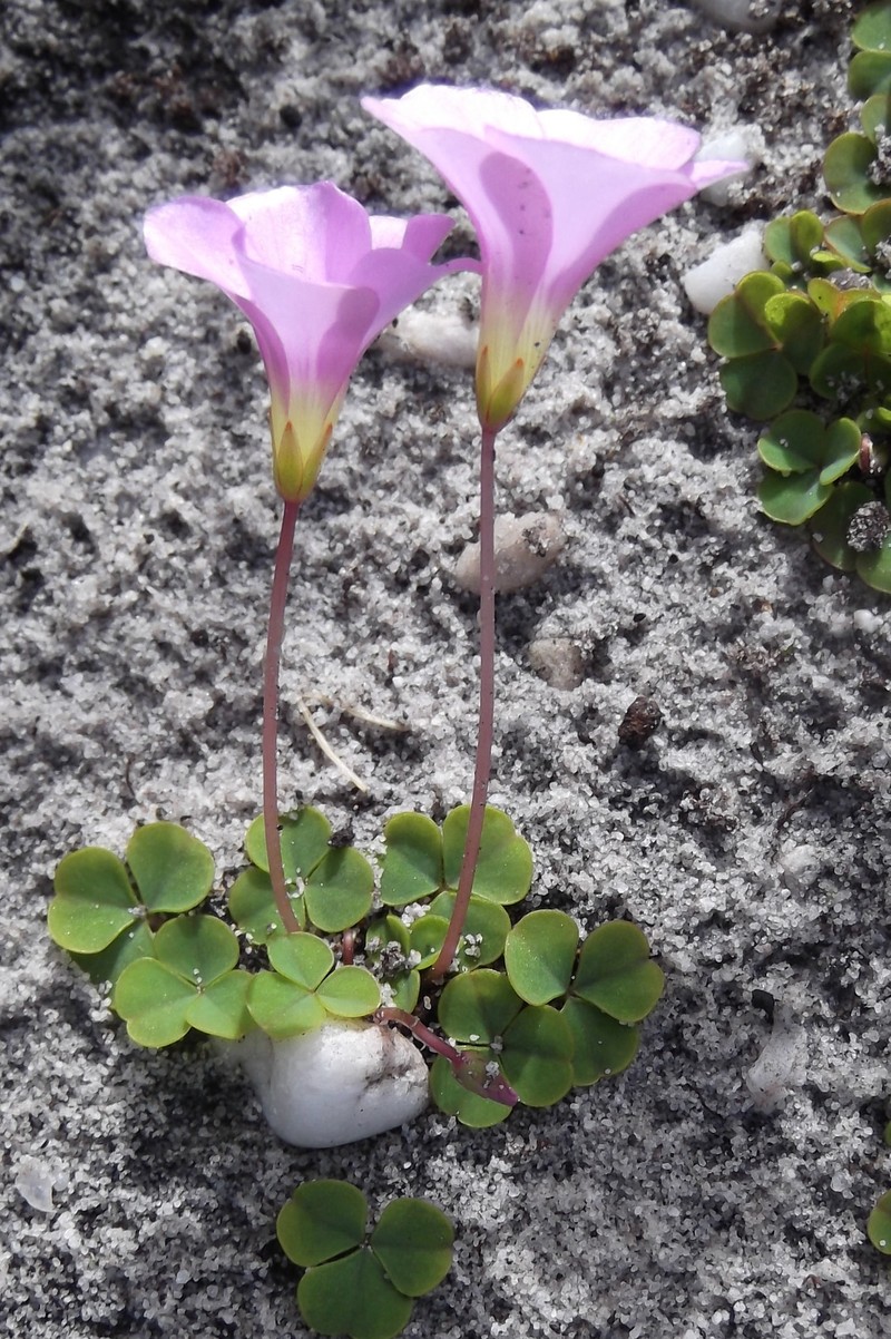 Oxalis commutata var. commutata photo 2