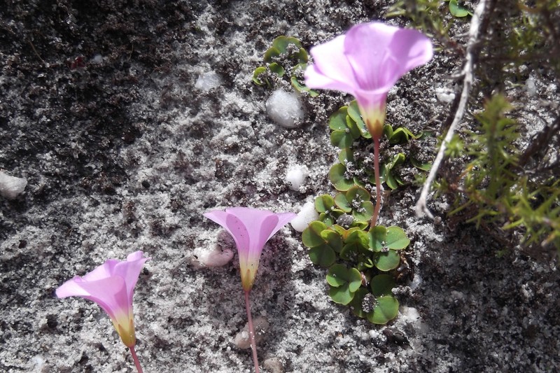 Oxalis commutata var. commutata photo 3
