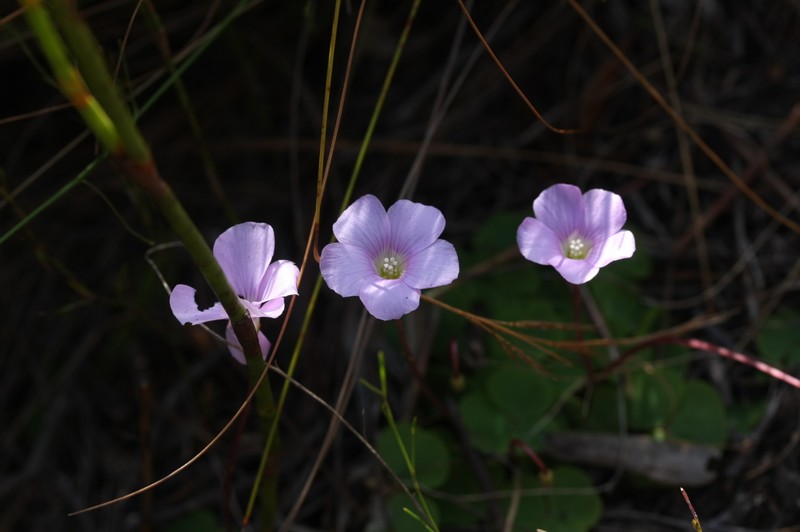 Oxalis commutata var. concolor photo 2