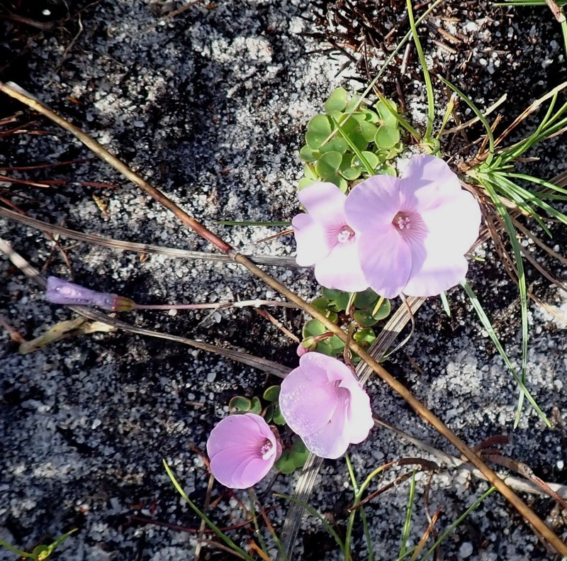 Oxalis commutata var. concolor photo 3