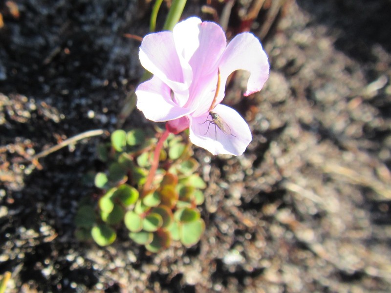 Oxalis commutata var. concolor photo 4