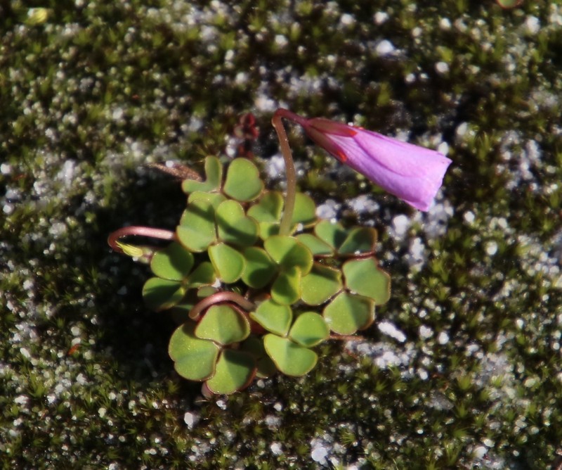 Oxalis commutata var. concolor photo 5