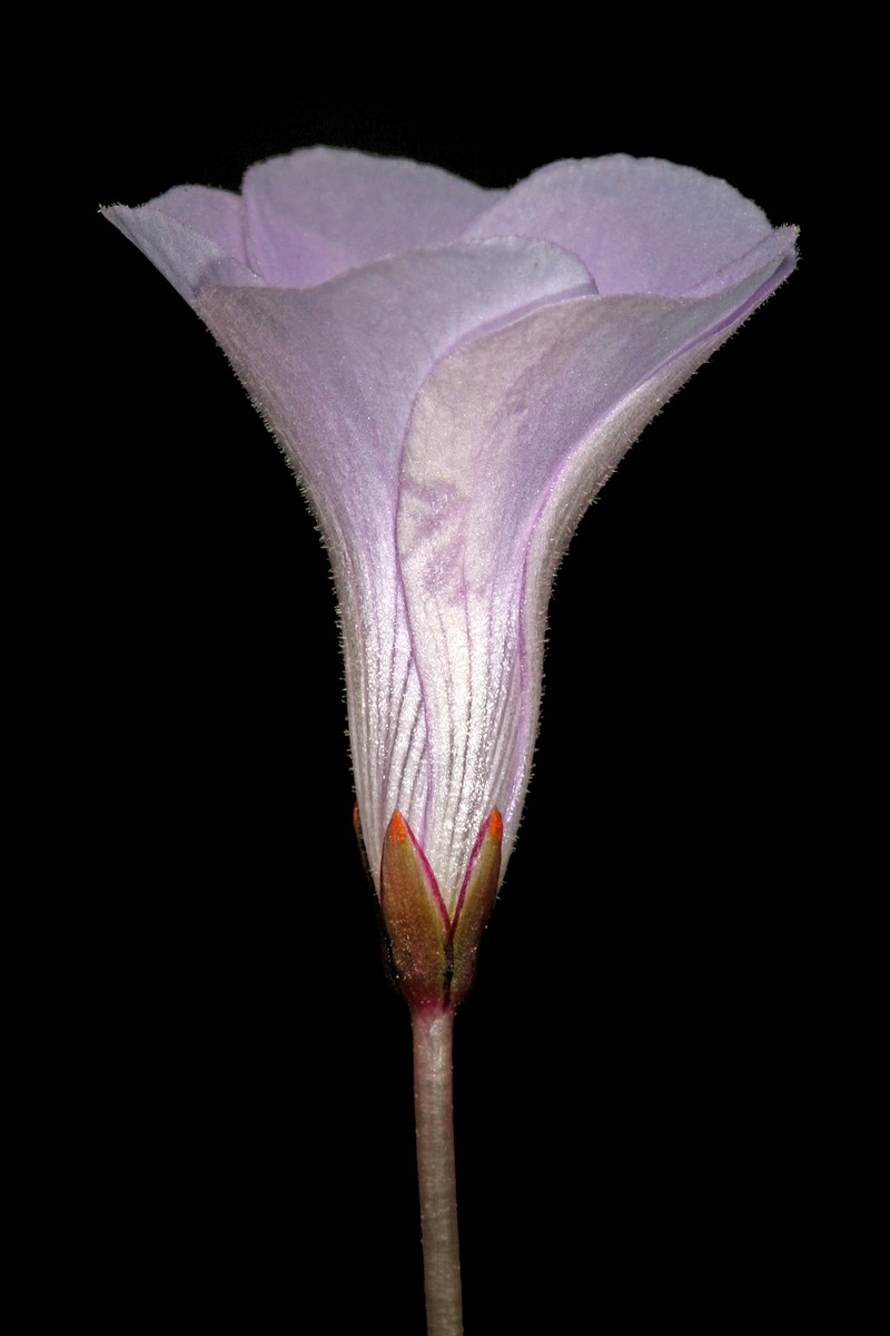 Oxalis commutata var. concolor