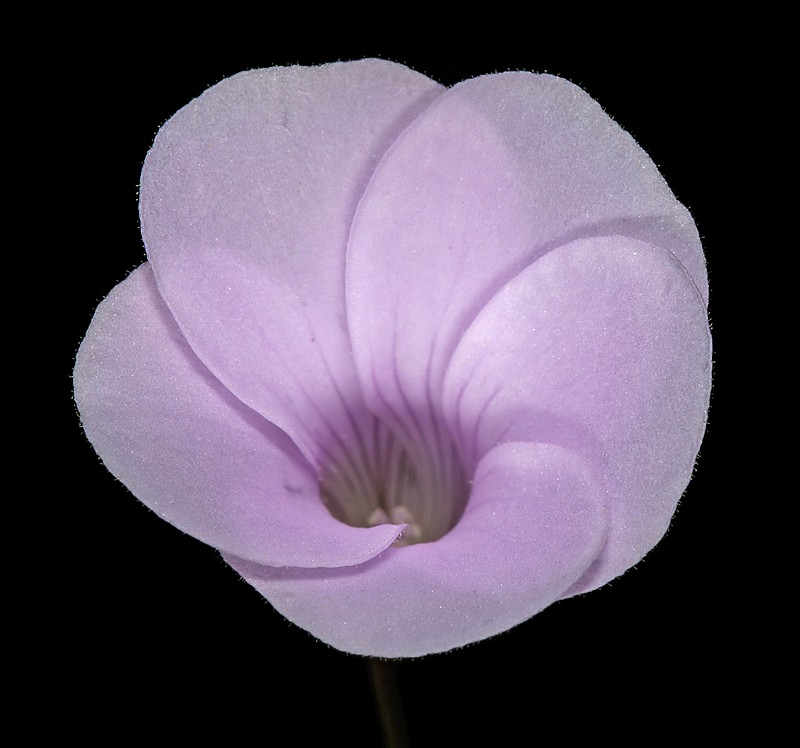 Oxalis commutata var. concolor photo 6